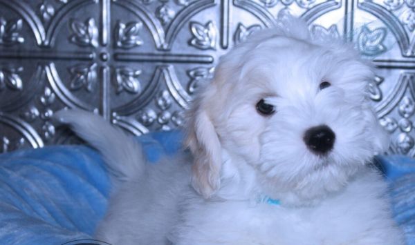 Coton de Tulear Puppies Availalble