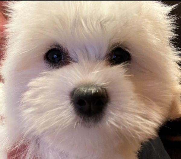 Akc champion bloodlined Coton De Tulear puppies