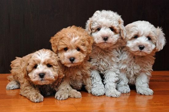 Coton de Tulear puppies