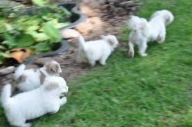 Features Coton De Tulear Puppies For Sale