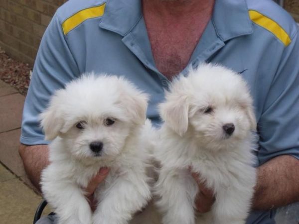 Fabulous Coton De Tulears Boys Girls Pups 4 Sale