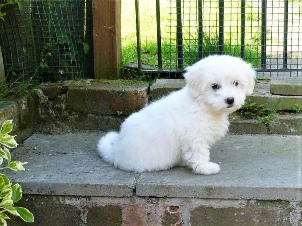 Outstanding Kc Coton De Tulear