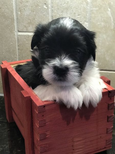 Coton de Tulear Puppies- b. 10/7/17