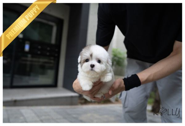 ROXY - COTON DE TULEAR PUPPY FOR SALE