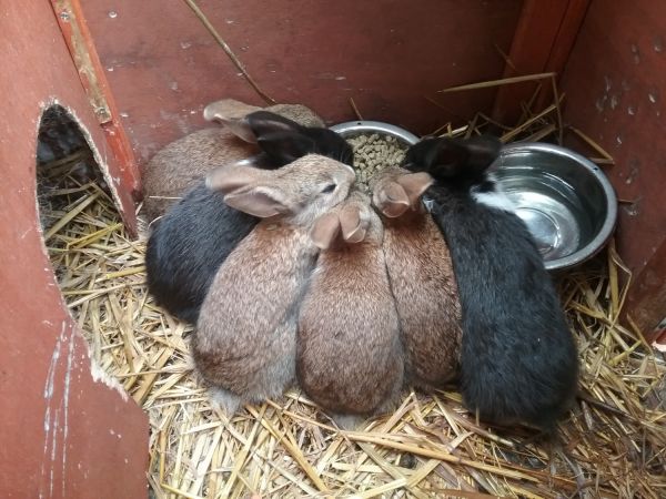 Baby bunnies for sale
