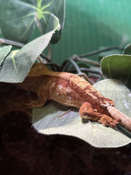 Crested Gecko