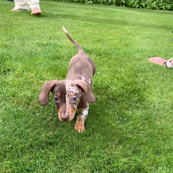 Akc Dachshund puppies