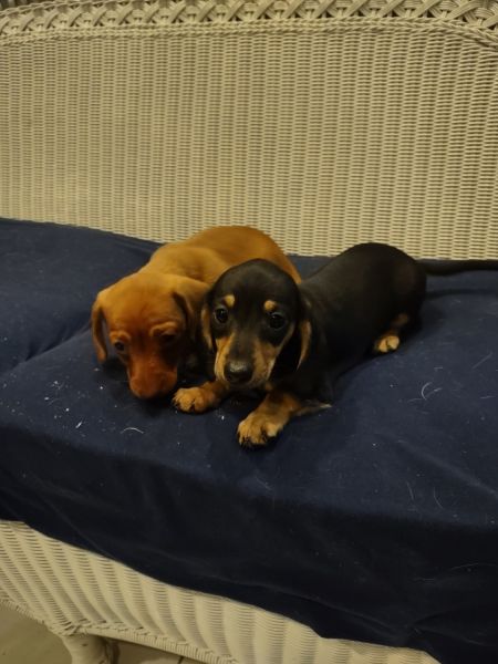 Miniature Dachshunds