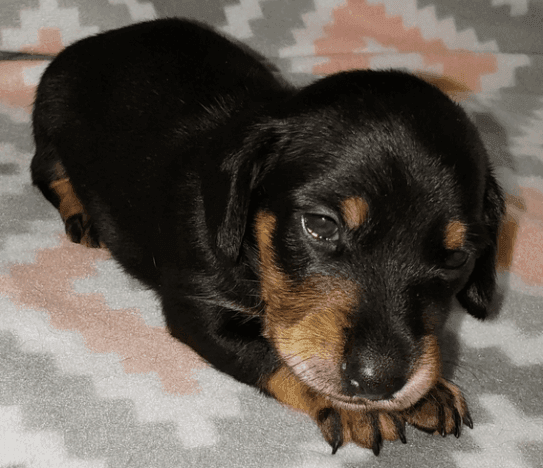 Male and Female Dachshund puppies now available