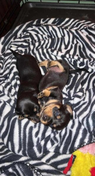 2 Dachshunds left!!!