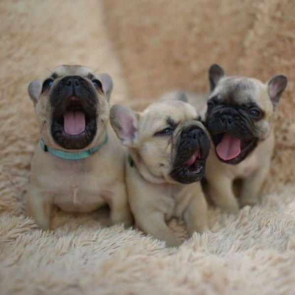 Dachshund puppies for sale