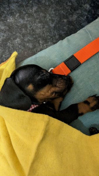 bangalore ,male puppy