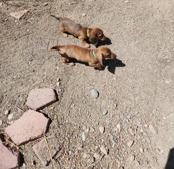 AKC Dachshund Puppies