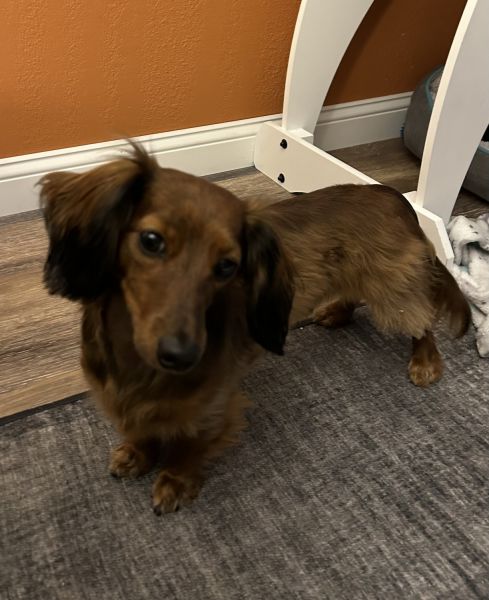 Purebred Male Dachshund (Brindle coloring)