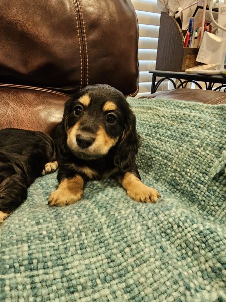 Beautiful mini Dachshund