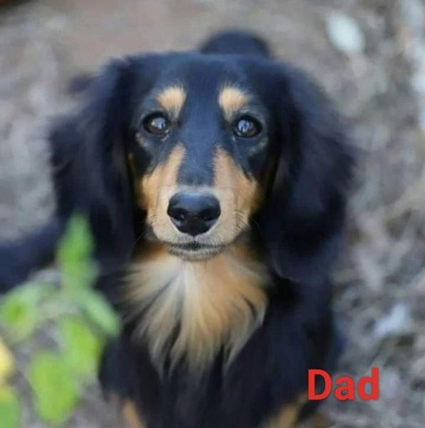 Registered Pedigree Midi Long haired Dachshund Puppies