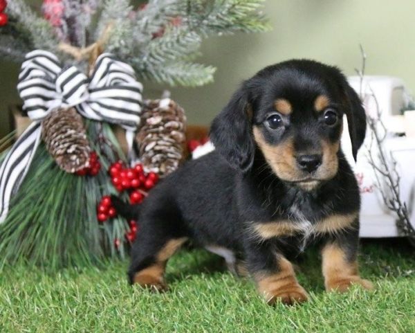 Dachshund puppies for sale