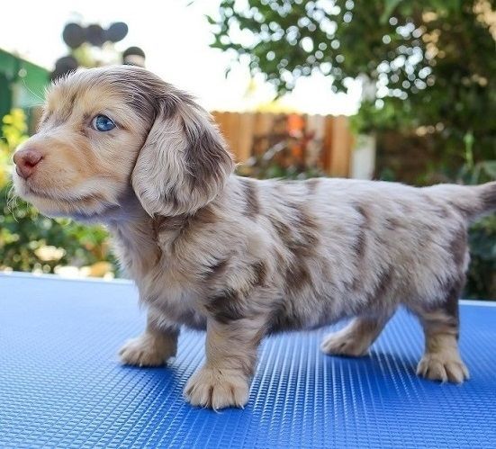 Adorable Dachshund Puppies