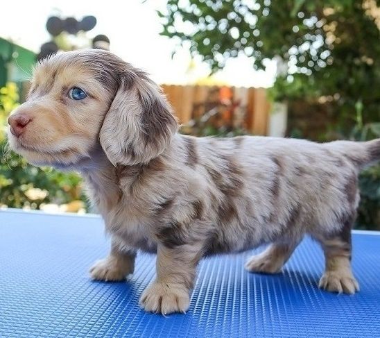 Friendly Dachshund Puppies
