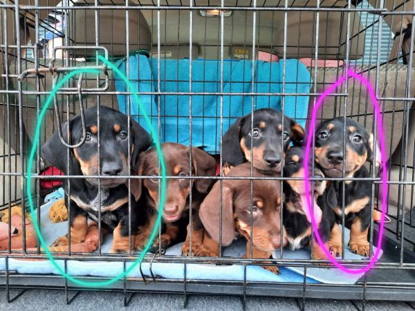 Dachshund x Kelpie pups