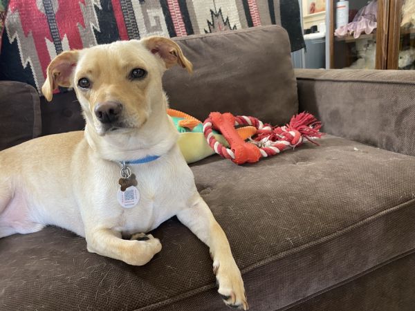 Beige male dachshund mix