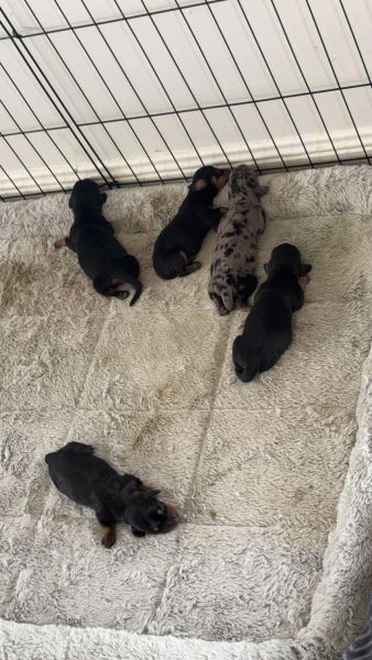 Dachshund Puppies