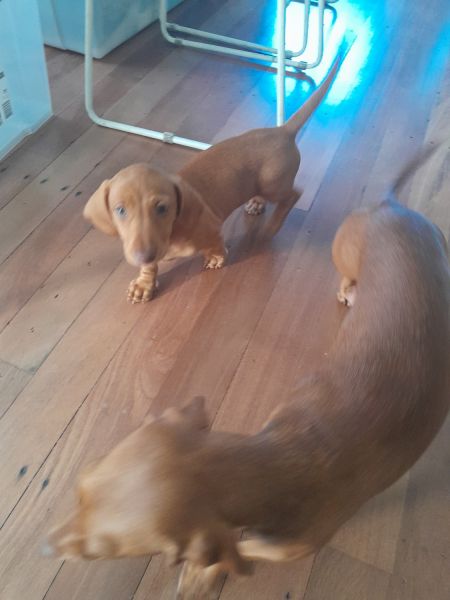 Dachshund for sale