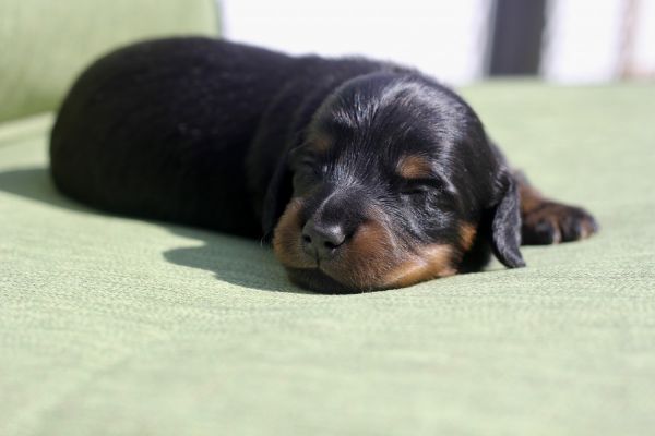 Longharied Mini Dachshund puppies for sale