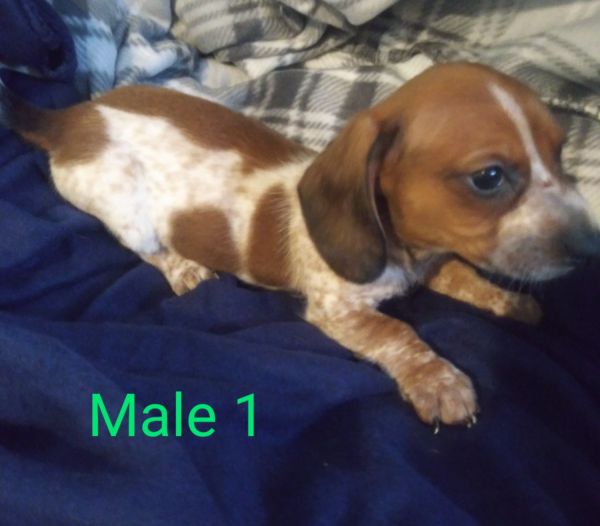 CKC Mini Dachshund Puppies!