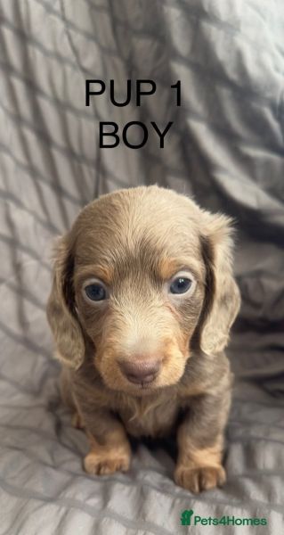 MINATURE FLUFFY DACHSHUND KC REG