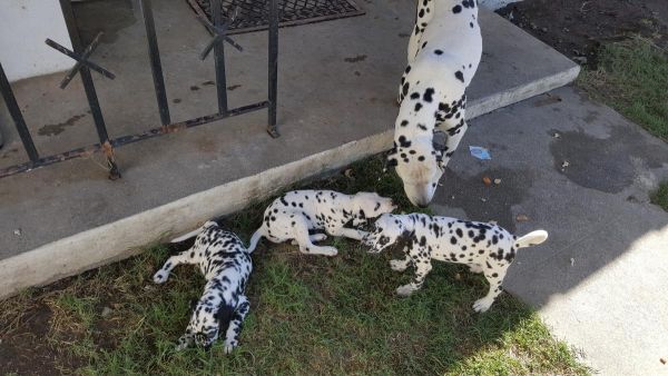 Dalmatian puppies 4 sale