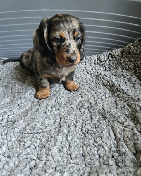 Dachshunds puppies for sale