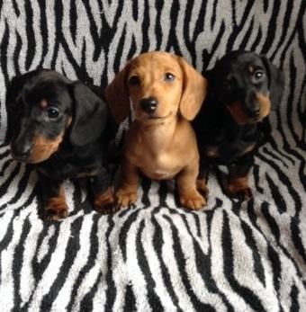 Dachshunds