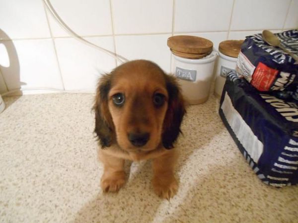 Awesome Dachshund Female Puppy