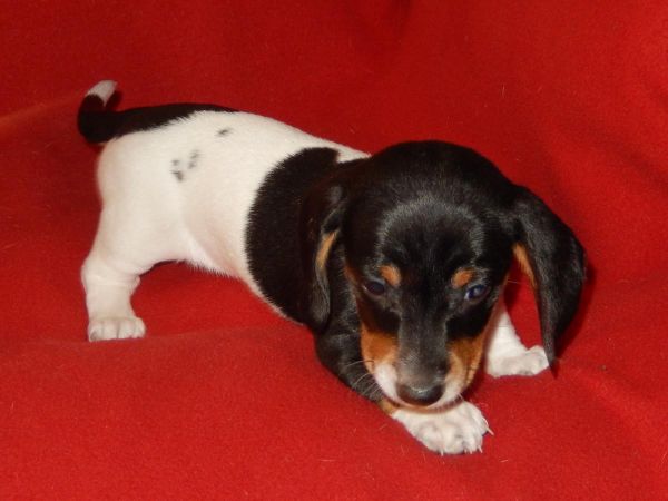 Angie Smooth Mini Black/tan Piebald Dachshund!