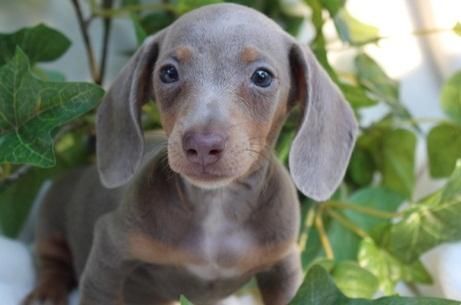 Gorgeous Dachshund Puppies