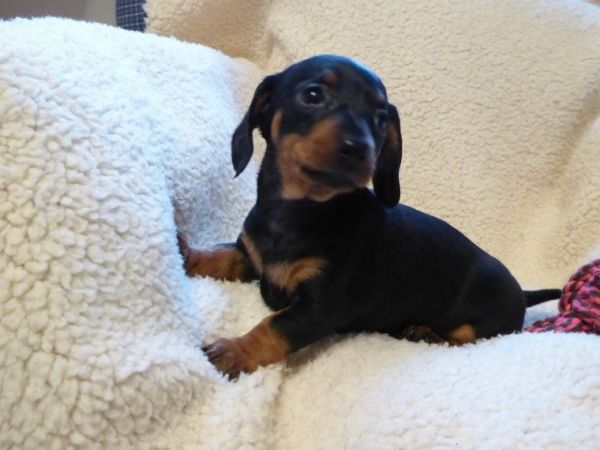 Pleasant dachshund pups