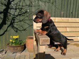 Miniture Kc Smooth Dachshund Pups