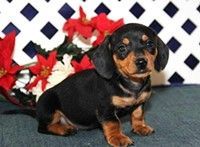 Friendly Dachshund Puppies Friendly Dachshund Puppies