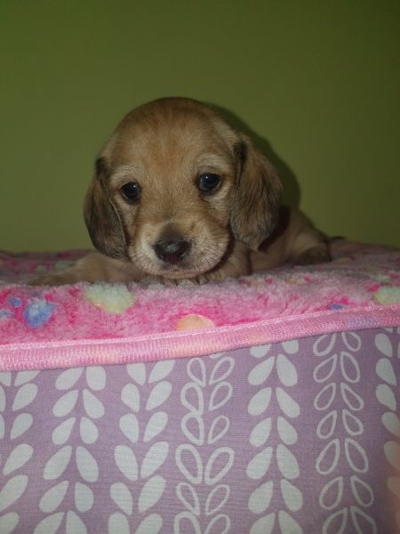 CKC miniature dachshund puppies