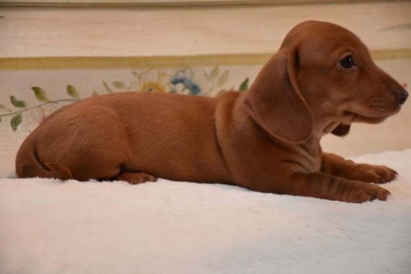 dachshund puppies