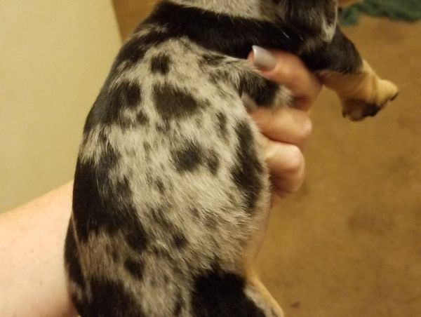 Mini dachshund puppy