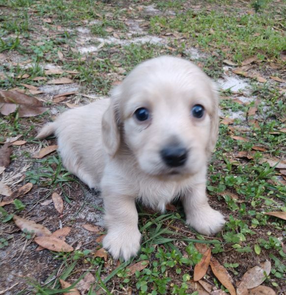 AKC registered cream long coat mini male dachshund