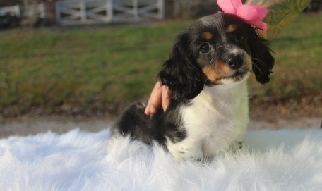 Registered AKC & CKC Miniature Dachshund Puppies