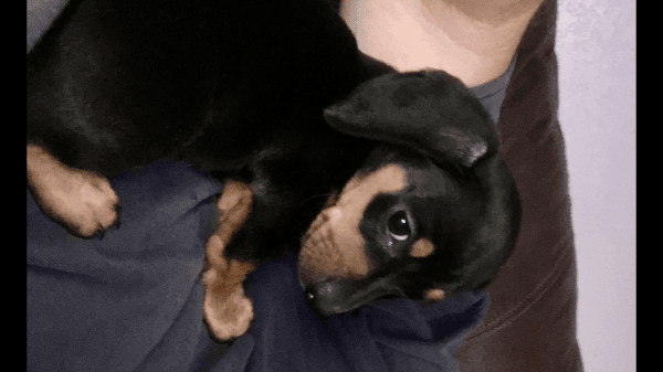 Dashound puppy 14 weeks old for sale Must pickup