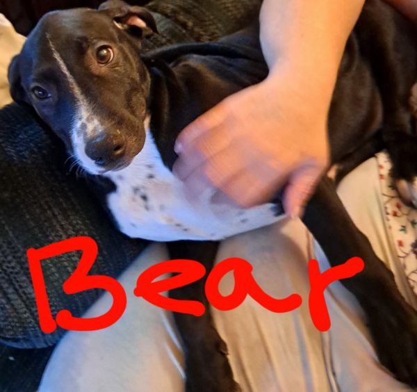 3 Pitmatian puppies for sale