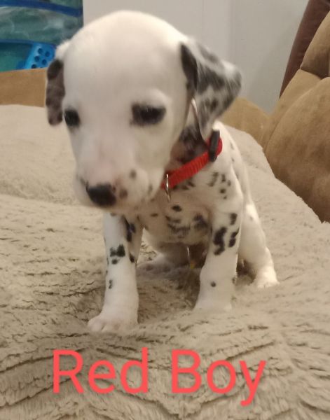 Dalmatian puppies for sale