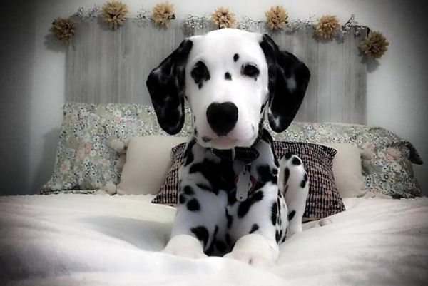 Beautiful Pups, Dalmatian