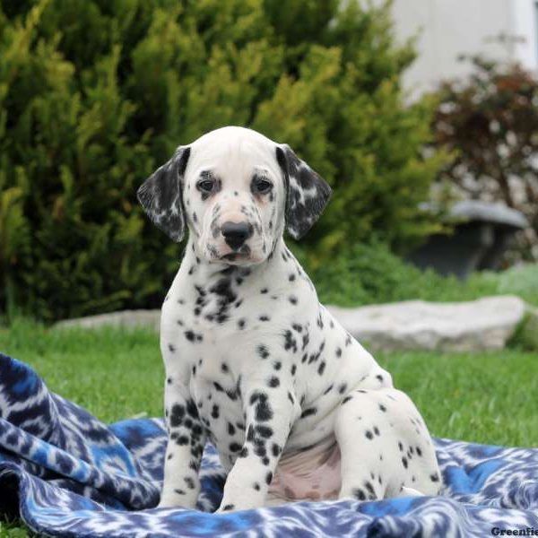 Dalmatian Puppies For Sale