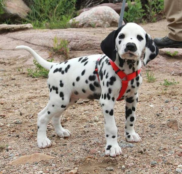AKC Reg Dalmatian Puppies